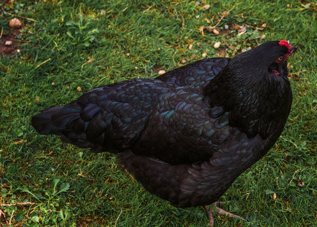 Black Chicken