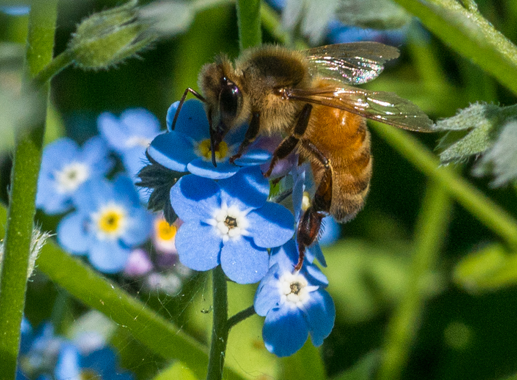 flowers and bees