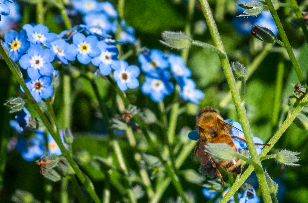 flowers and bees