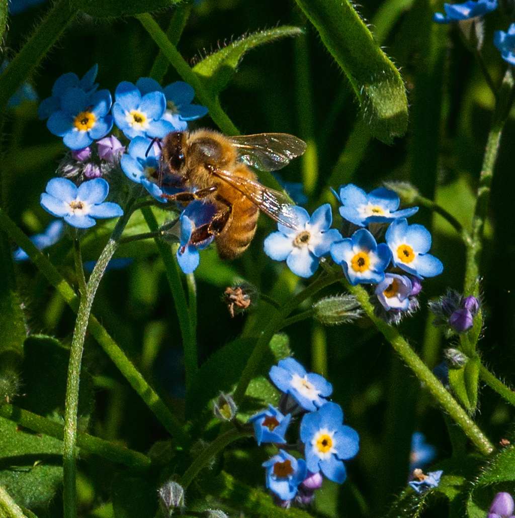 flowers and bees