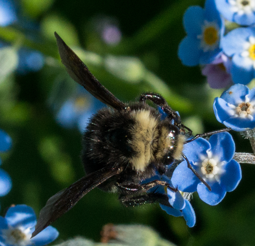 flowers and bees