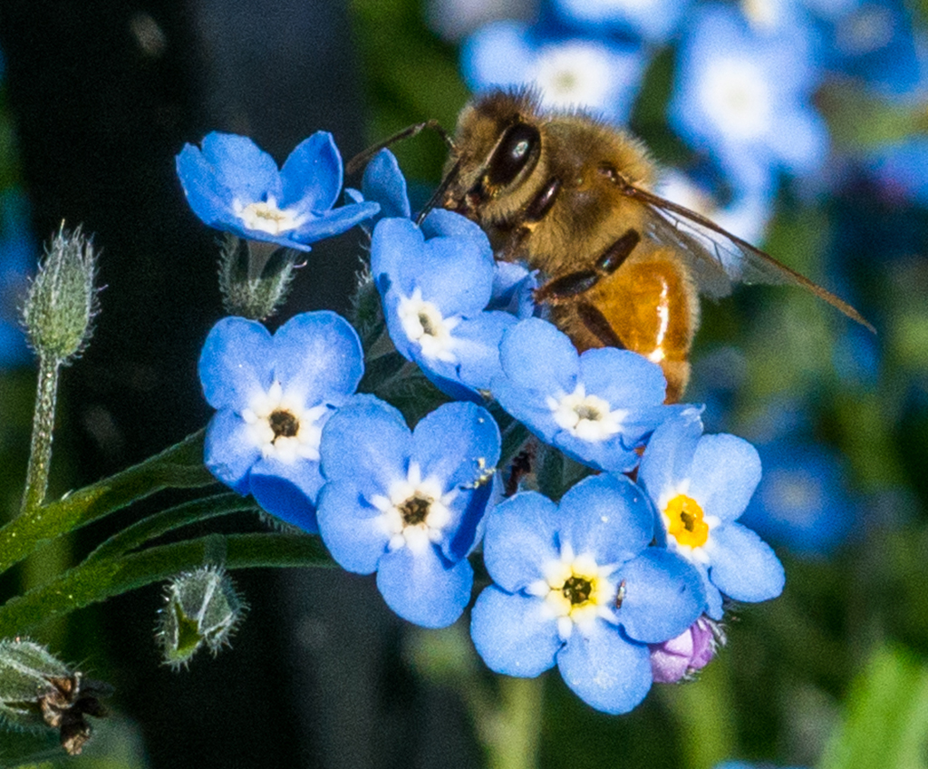 flowers and bees