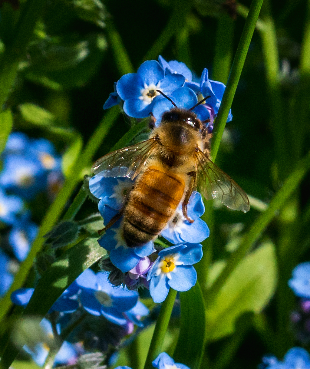 flowers and bees