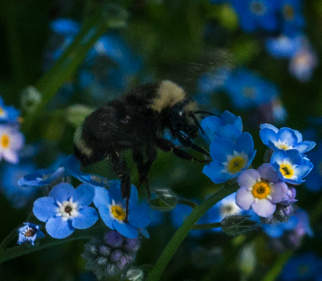 flowers and bees