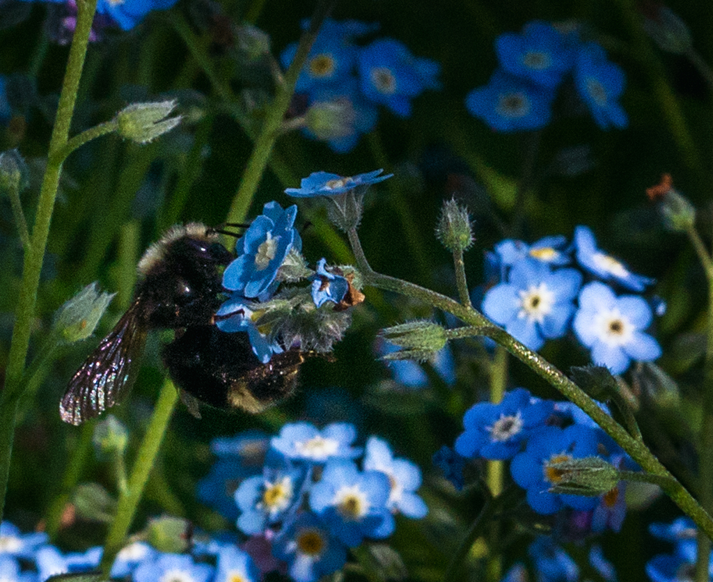 flowers and bees