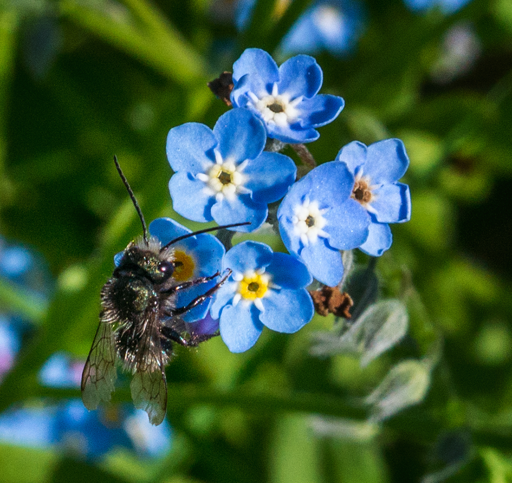 flowers and bees