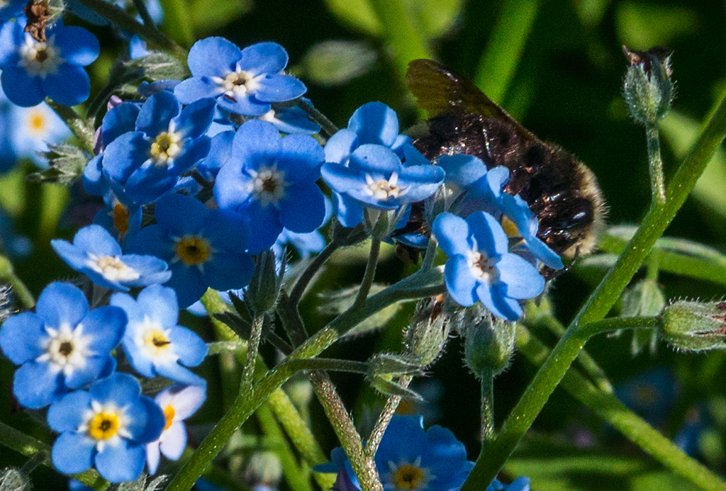 flowers and bees