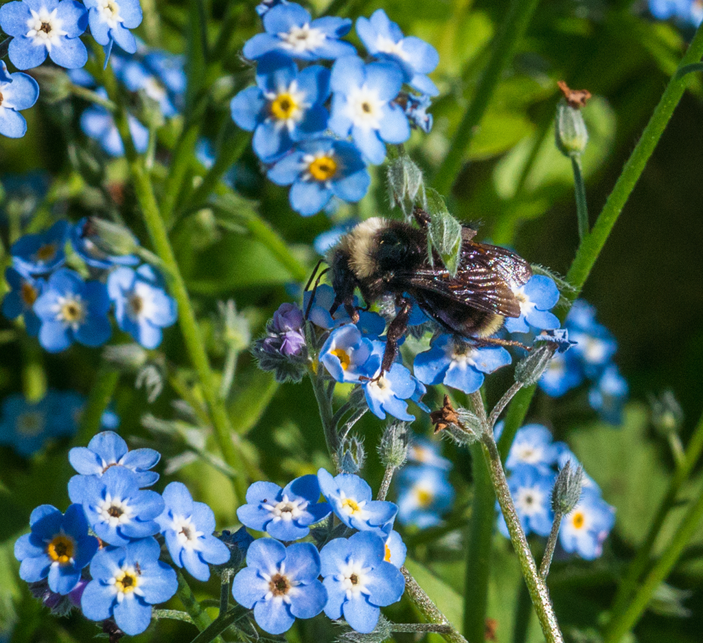 flowers and bees