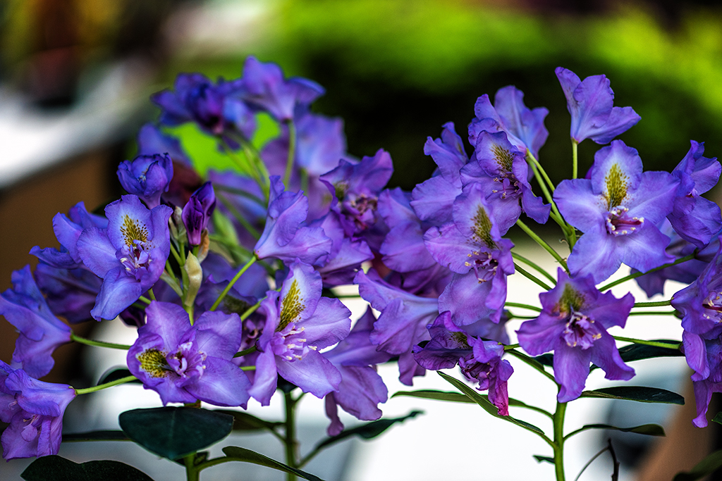 Purple flowers Go Huskies