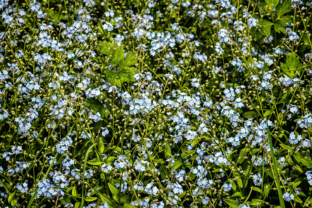 Forget-me-nots