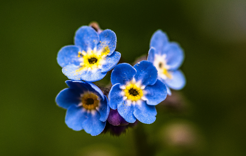 Forget-me-nots