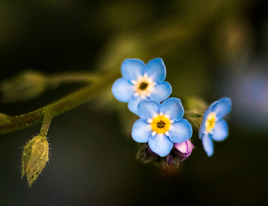 Forget-me-nots