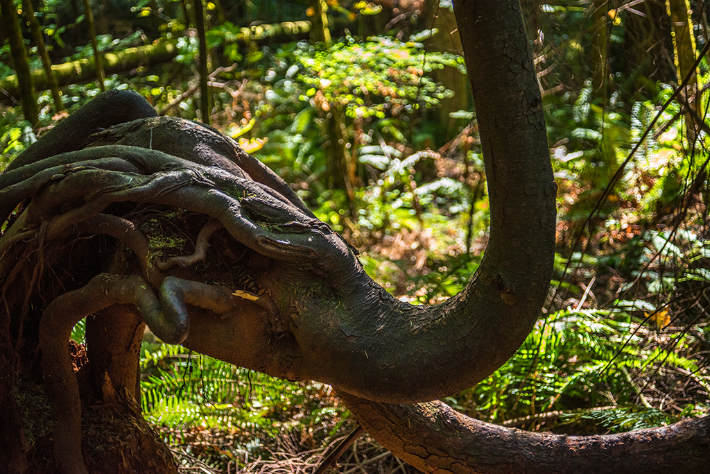 Elephant Tree