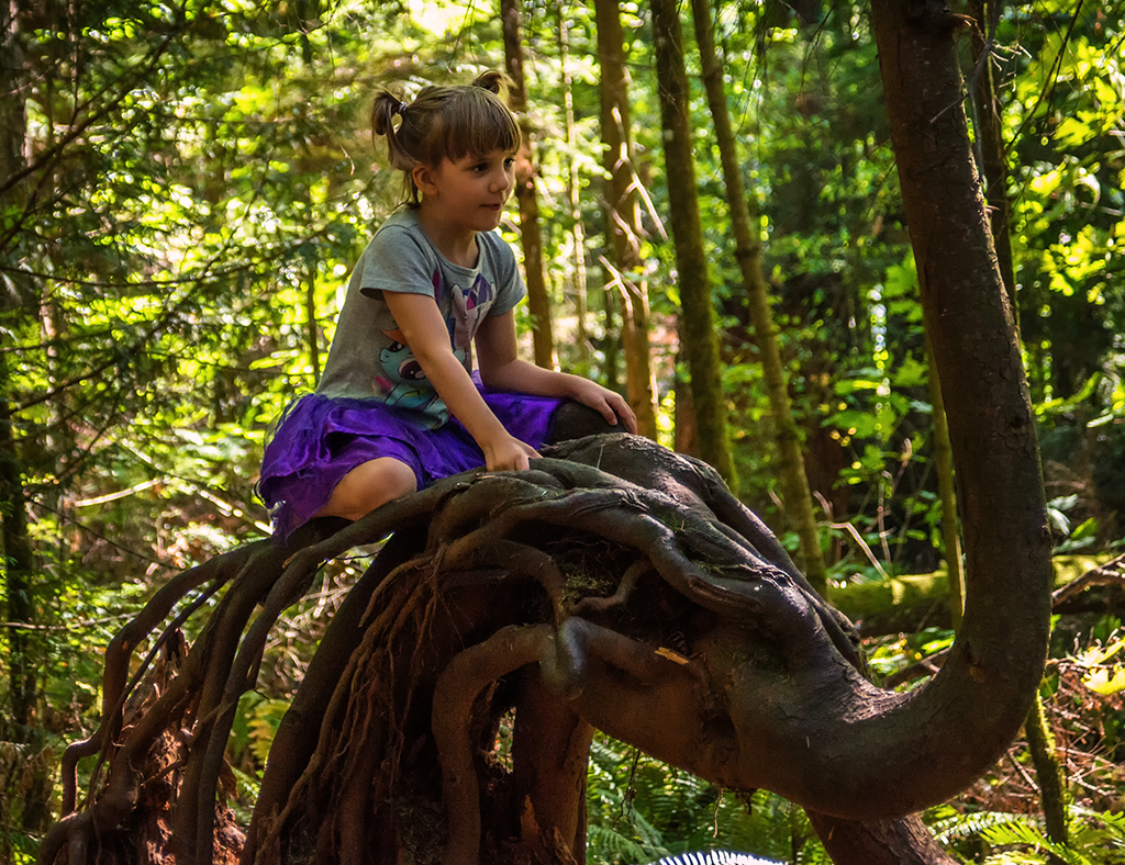 Raven on Elephant Tree