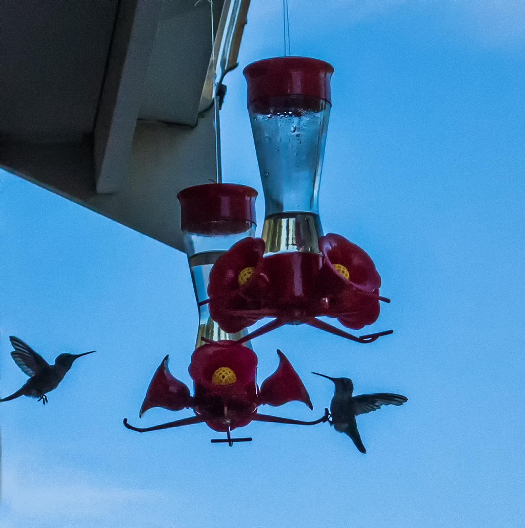 Hummingbirds