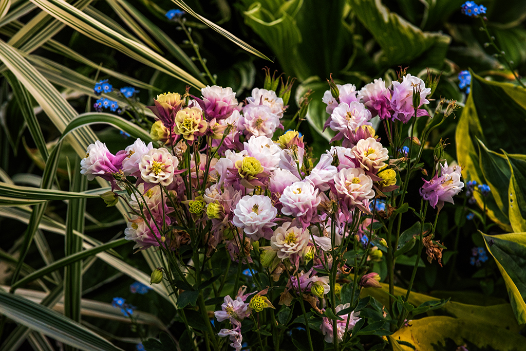 flowers and bees