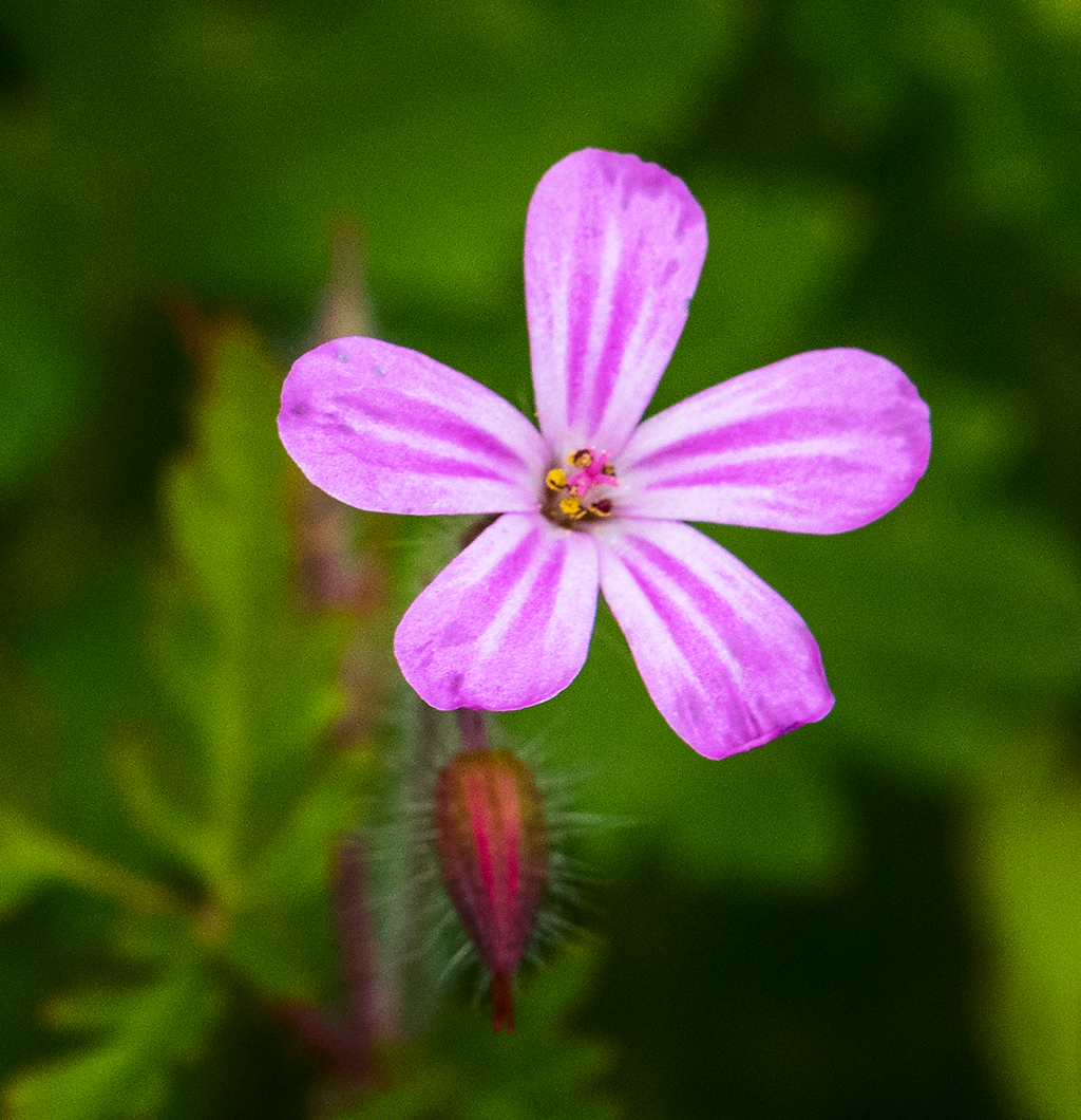 Pink Flower