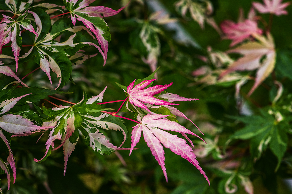 Pink Maple