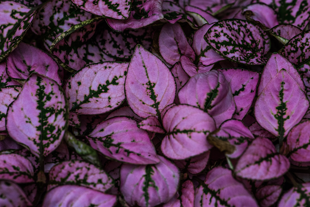 Pink Flower