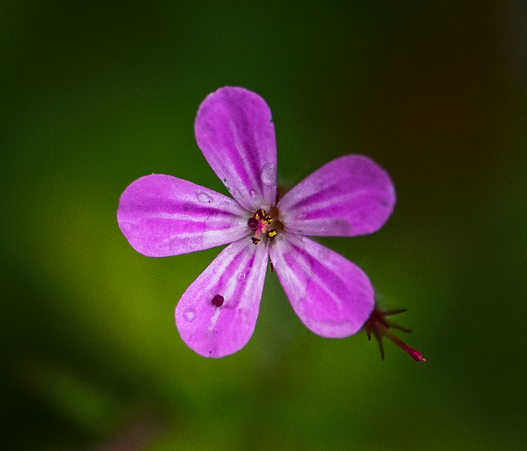 Pink Flower