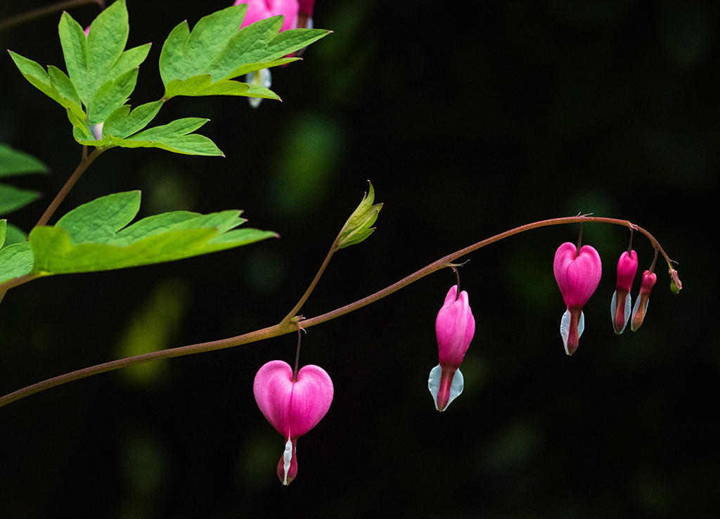 Bleeding Hearts