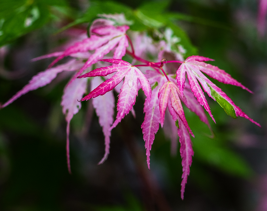 Pink Maple