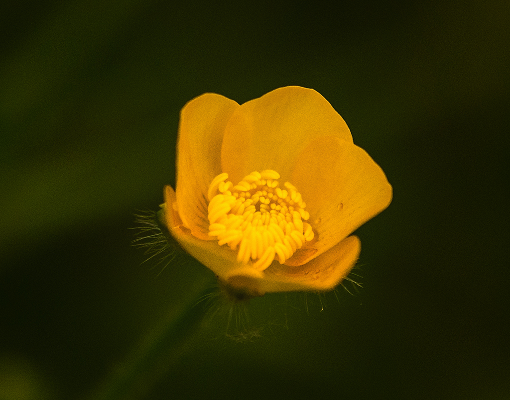 Buttercup