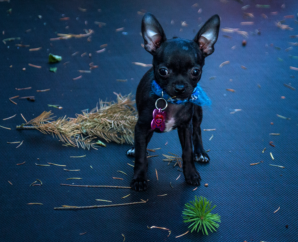 Raya on Trampoline