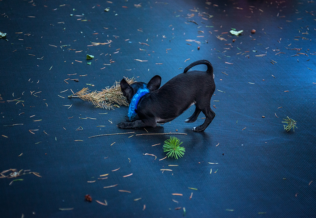 Raya on Trampoline