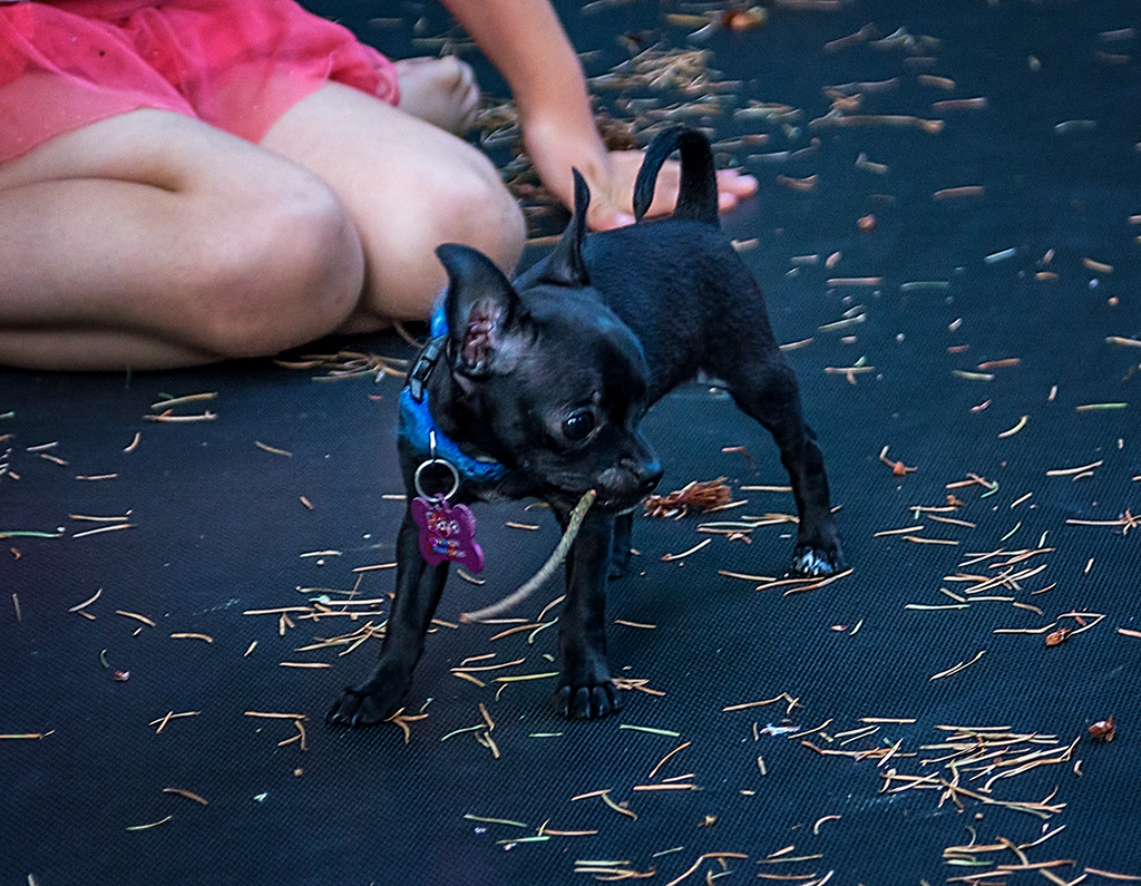 Raven & Raya on Trampoline