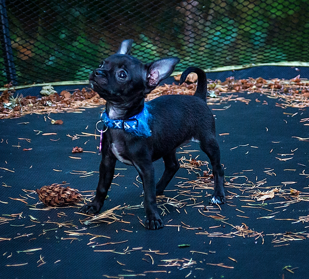 Raya on Trampoline