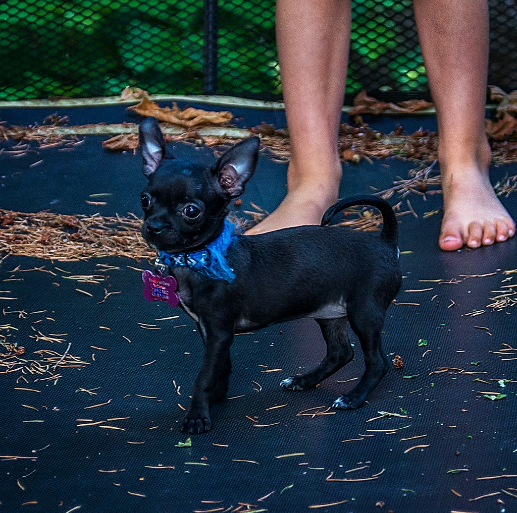 Raven & Raya on Trampoline