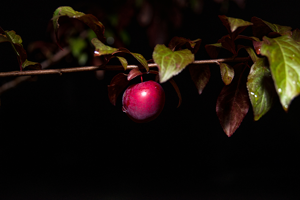 Plum at night