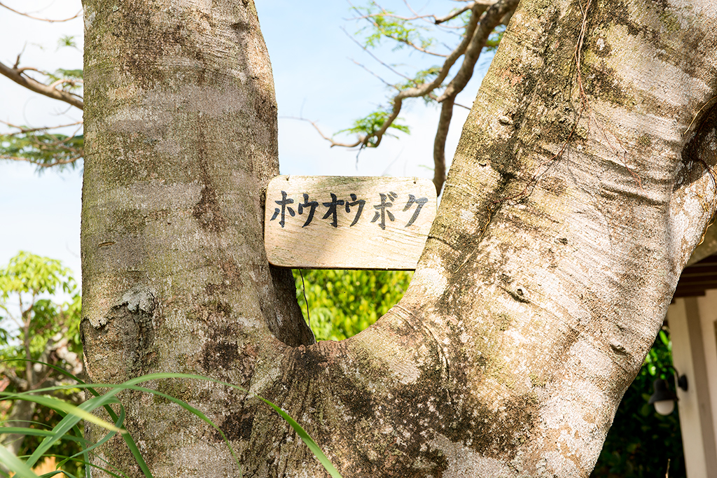 Interesting tree growth