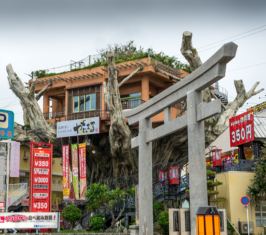 Restaurant apparently build on very large tree stump