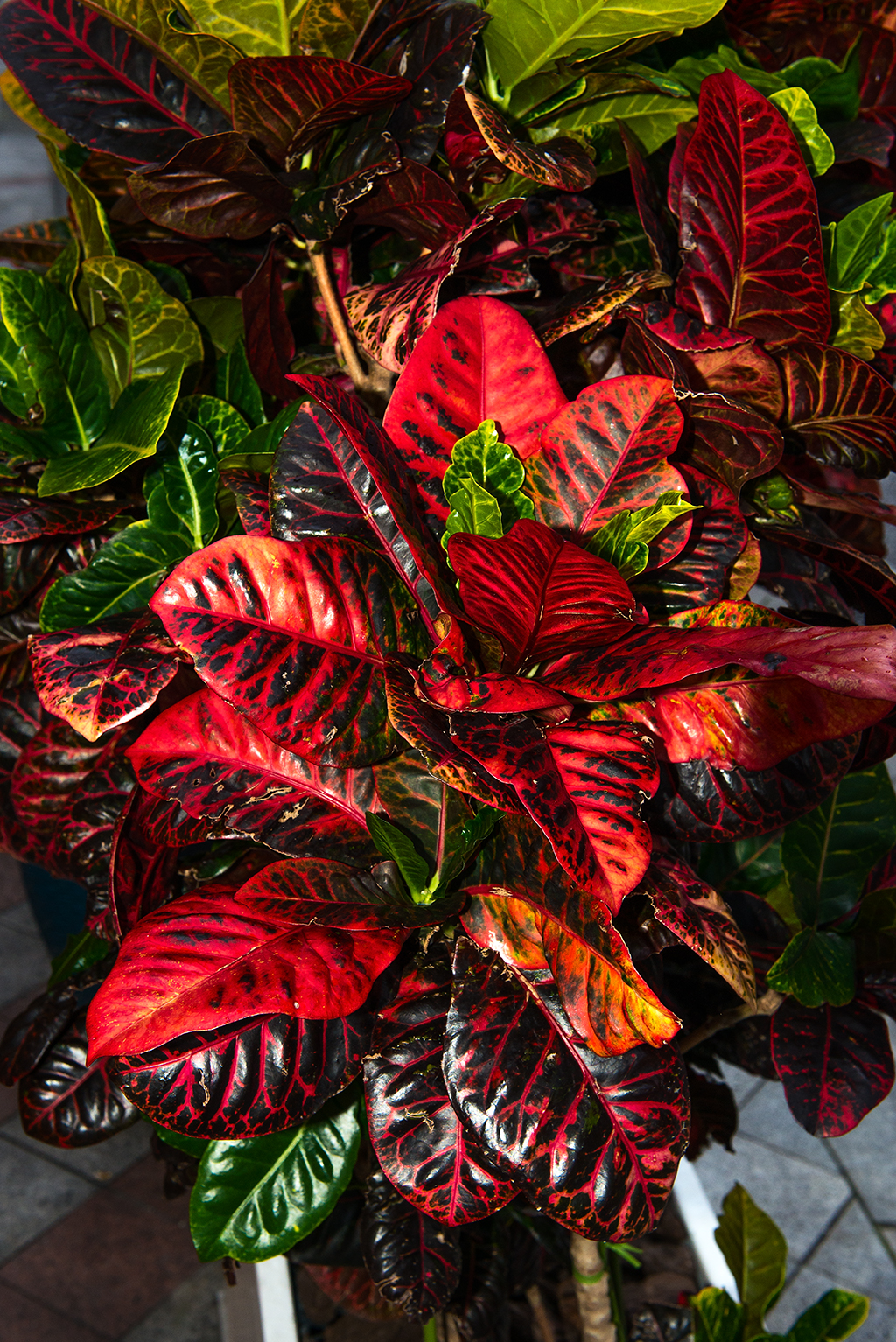 Colorful foliage