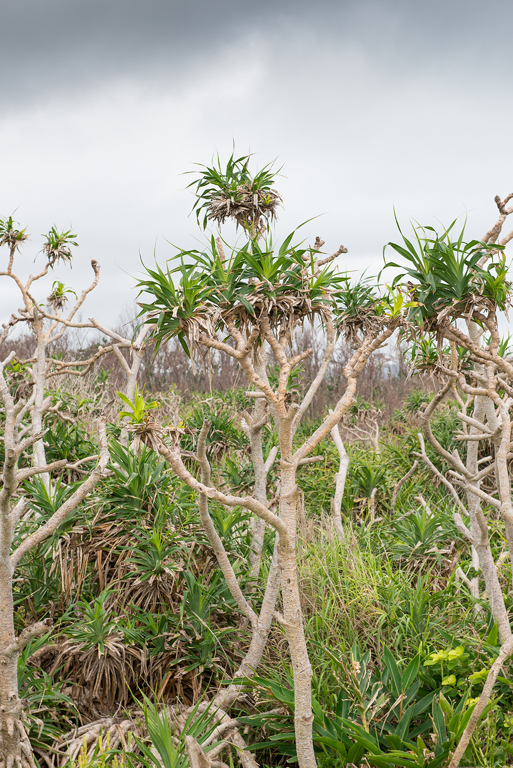 Jungle foliage