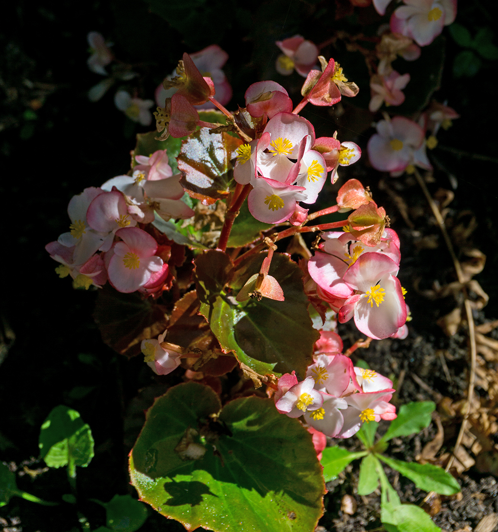 Sidney BC Flower