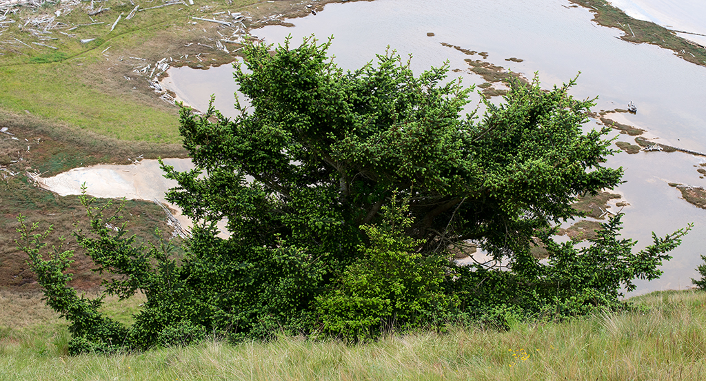 Bush growing aganist bank