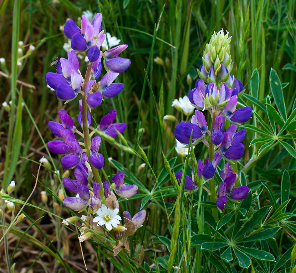 Flowers on ridge