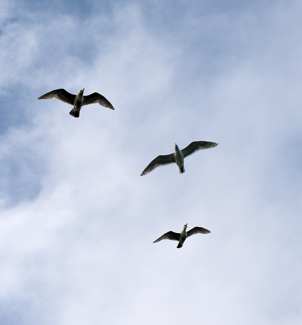 Seagulls from Mulkilteo Ferry