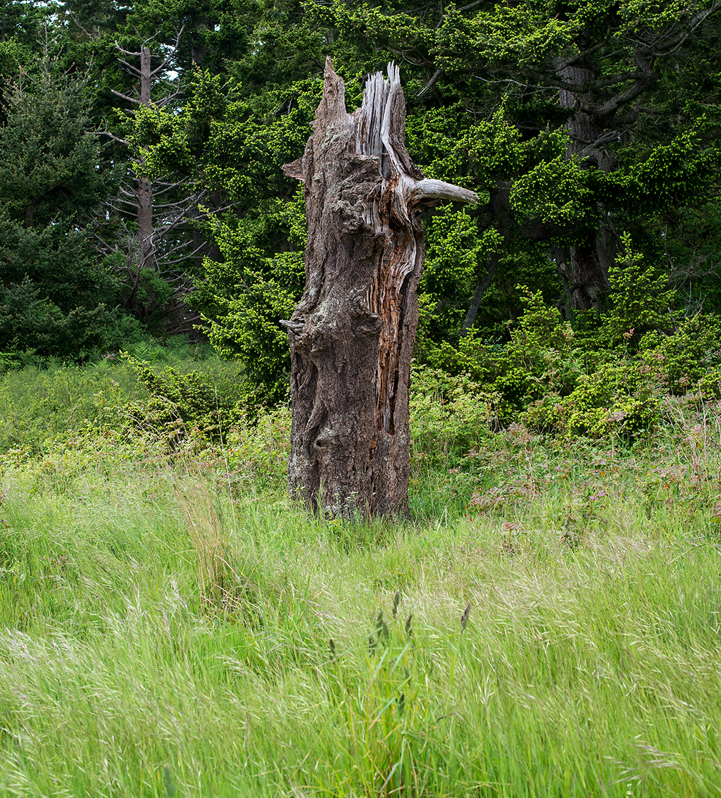 Very old stump on ridge