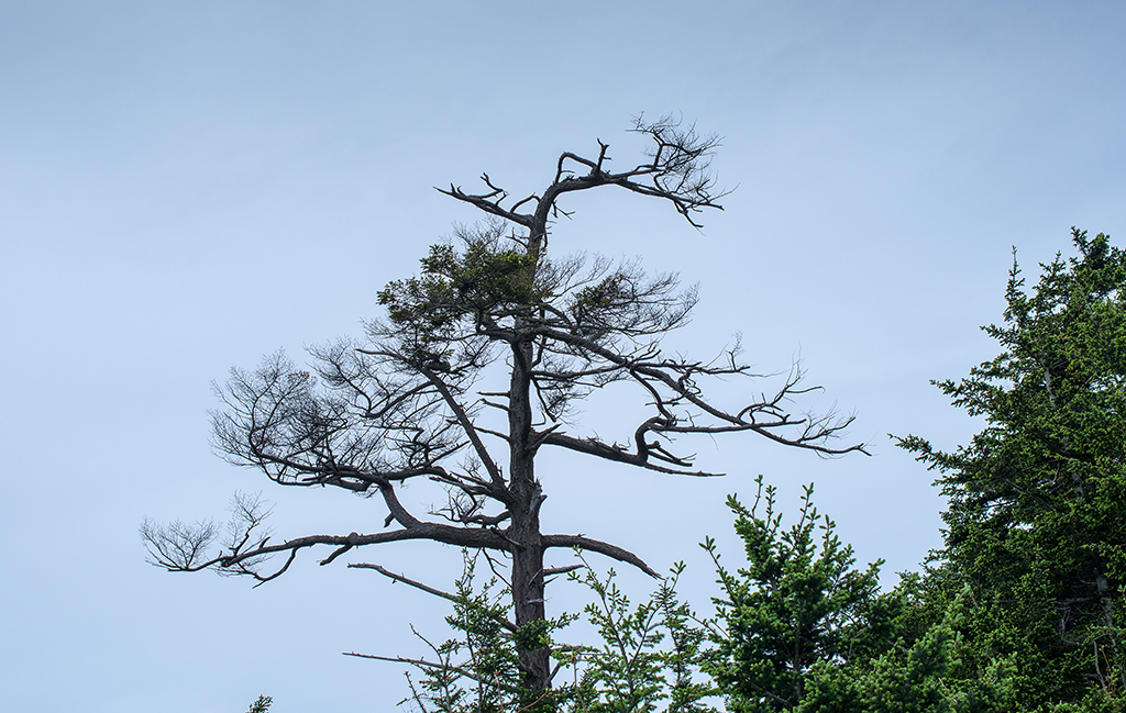 The wind affects tree growth