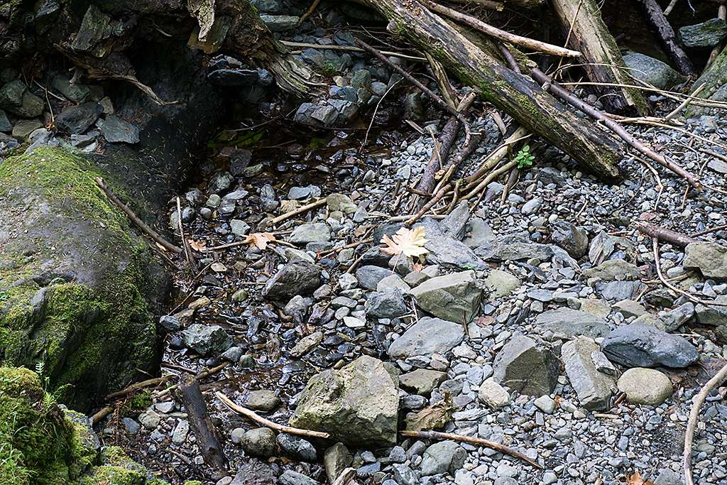 Creekbed