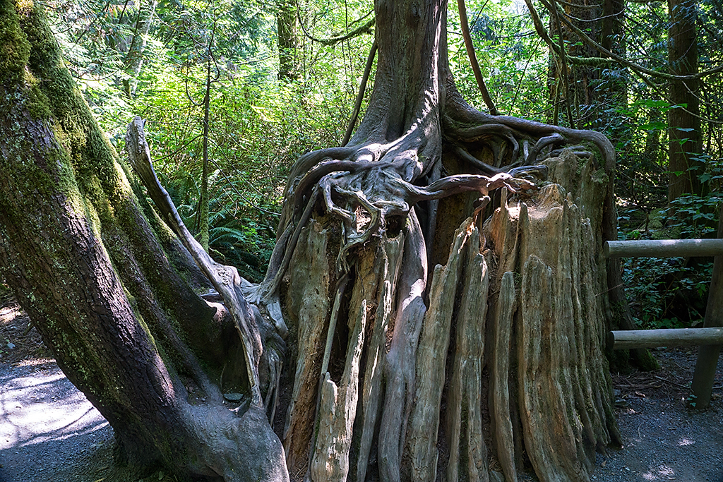 Big Stump