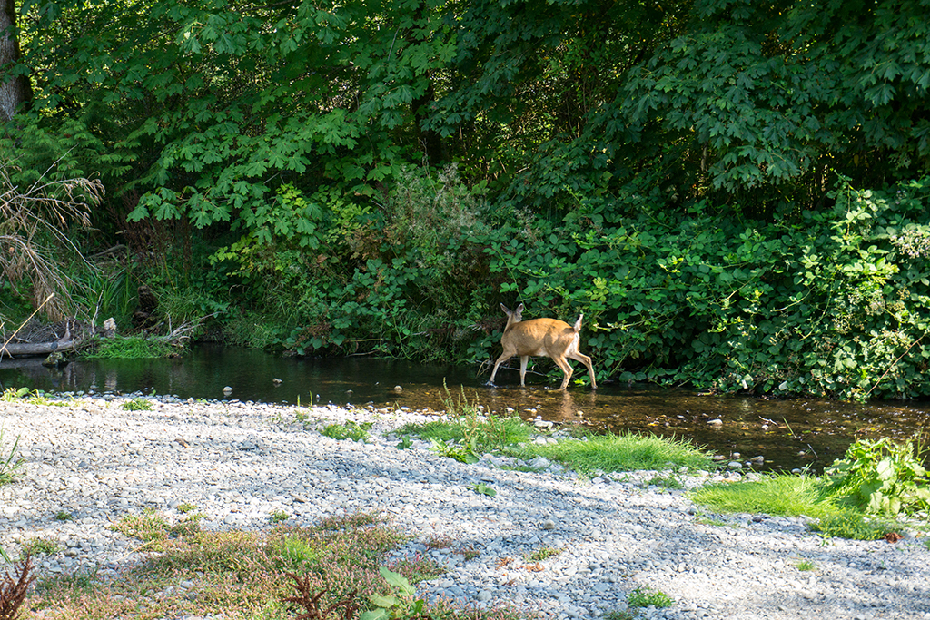 Deer by Creek